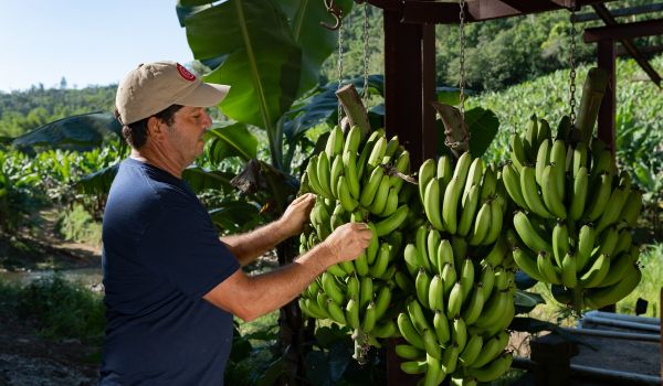 Local food in Puerto Rico